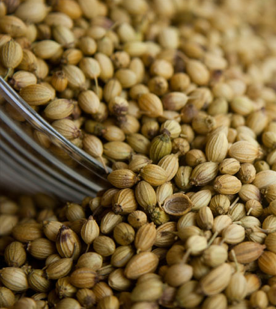 Coriander